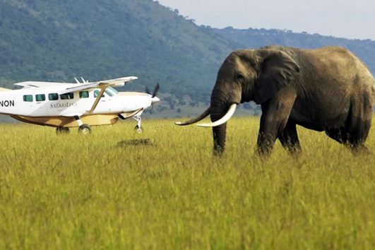 Elephant Pepper Masai Mara safari by air