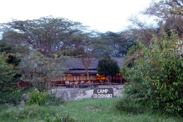 Oloshaiki camp Masai Mara safari