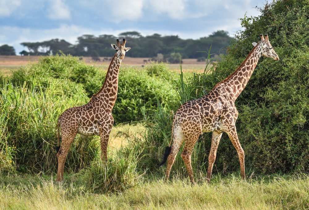 Kenya Giraffe in Tsavo East